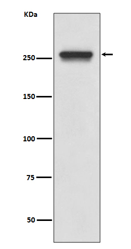 Rabbit monoclonal antibody