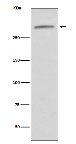 Rabbit monoclonal antibody