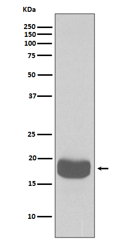 Rabbit monoclonal antibody