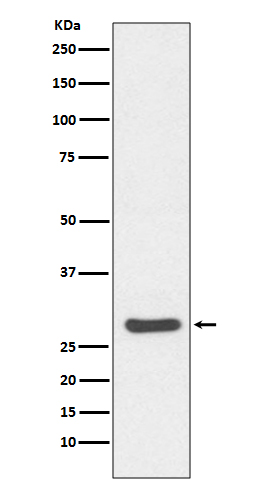 Rabbit monoclonal antibody