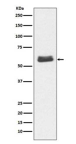 Rabbit monoclonal antibody
