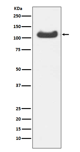 Rabbit monoclonal antibody