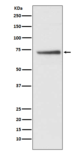 Rabbit monoclonal antibody
