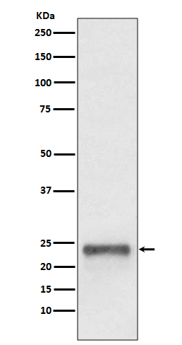 Rabbit monoclonal antibody