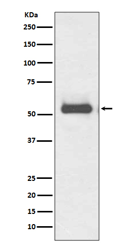 Rabbit monoclonal antibody