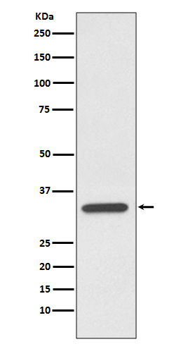 Rabbit monoclonal antibody