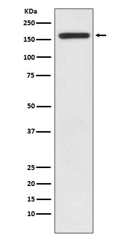 Rabbit monoclonal antibody