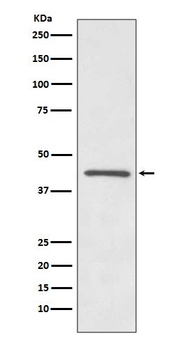 Rabbit monoclonal antibody