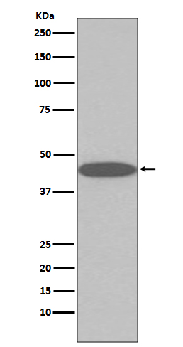 Rabbit monoclonal antibody