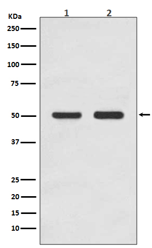 Rabbit monoclonal antibody