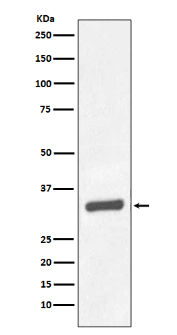 Rabbit monoclonal antibody