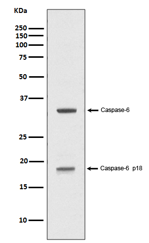 Rabbit monoclonal antibody