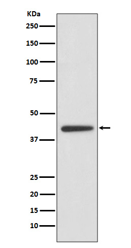 Rabbit monoclonal antibody