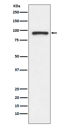 Rabbit monoclonal antibody