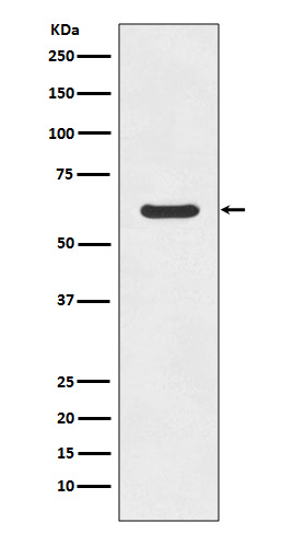 Rabbit monoclonal antibody