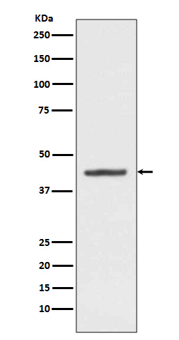 Rabbit monoclonal antibody
