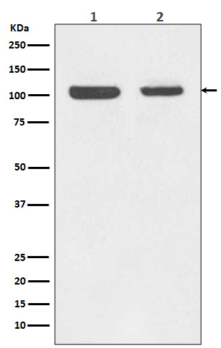 Rabbit monoclonal antibody