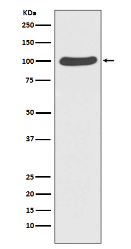 Rabbit monoclonal antibody