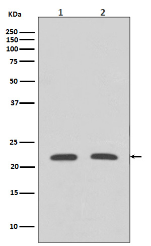 Rabbit monoclonal antibody
