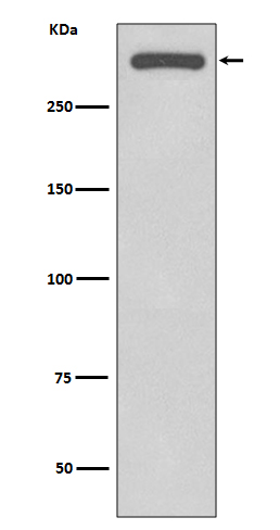 Rabbit monoclonal antibody
