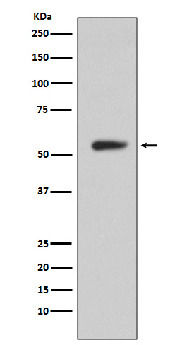 Rabbit monoclonal antibody
