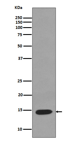 Rabbit monoclonal antibody