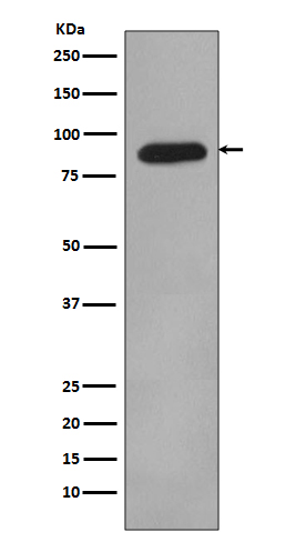 Rabbit monoclonal antibody