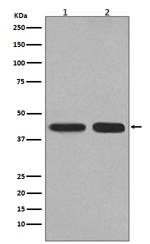 Rabbit monoclonal antibody