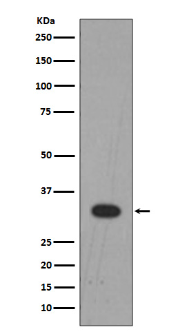 Rabbit monoclonal antibody