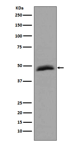 Rabbit monoclonal antibody