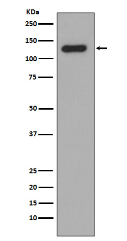 Rabbit monoclonal antibody