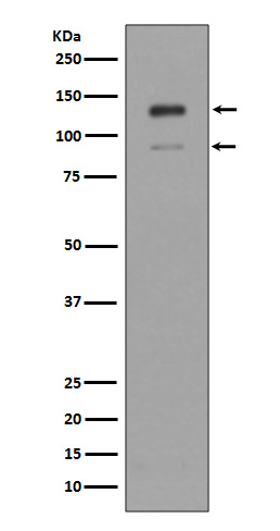 Rabbit monoclonal antibody