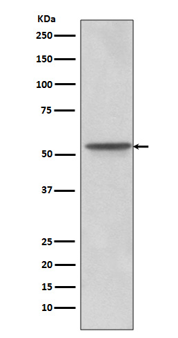 Rabbit monoclonal antibody