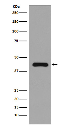 Rabbit monoclonal antibody