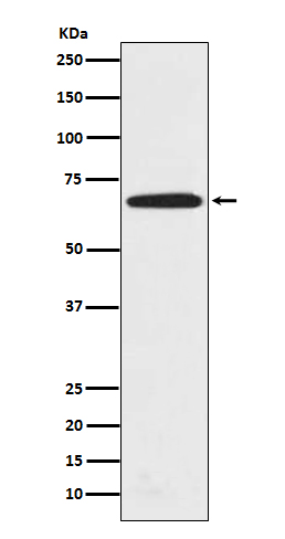 Rabbit monoclonal antibody
