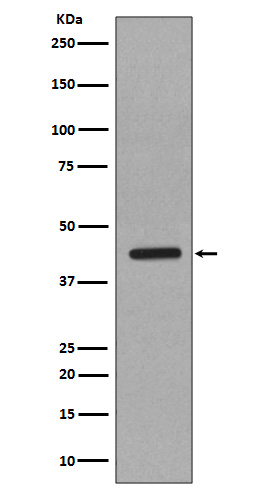 Rabbit monoclonal antibody