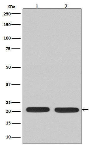 Rabbit monoclonal antibody