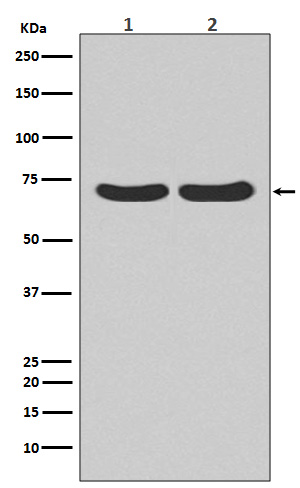 Rabbit monoclonal antibody