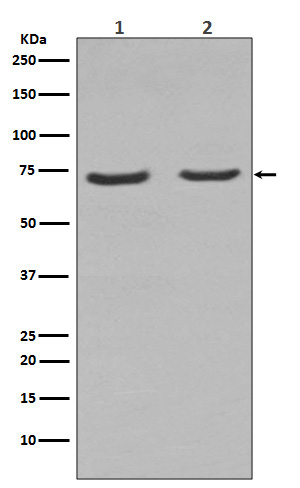 NGFR  Rabbit mAb