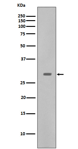 Rabbit monoclonal antibody
