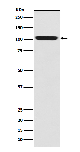 Rabbit monoclonal antibody