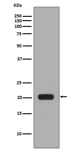 Rabbit monoclonal antibody