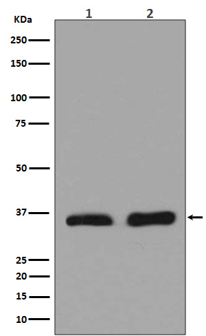 Rabbit monoclonal antibody