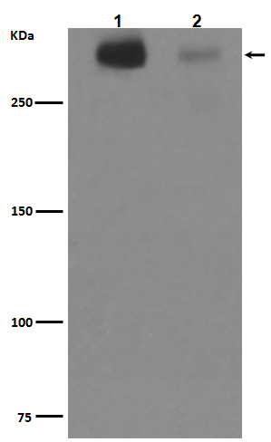 Rabbit monoclonal antibody
