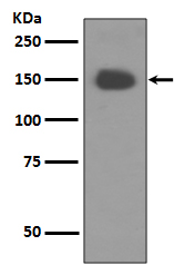 Rabbit monoclonal antibody