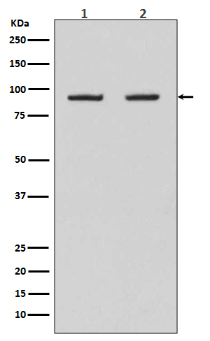 Rabbit monoclonal antibody