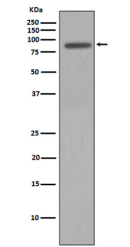 Rabbit monoclonal antibody