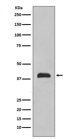 Rabbit monoclonal antibody