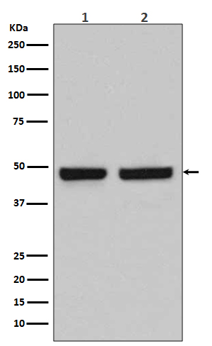 Rabbit monoclonal antibody
