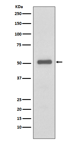 Rabbit monoclonal antibody